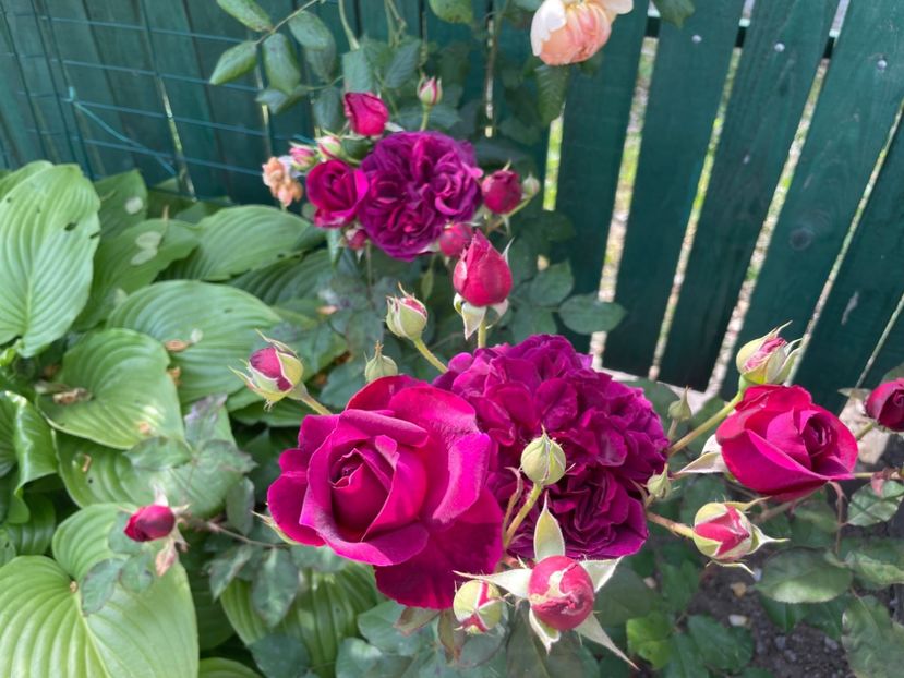  - 001 Trandafiri 2024