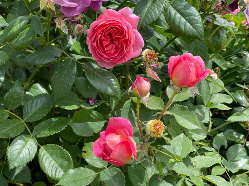  - 001 Trandafiri 2024