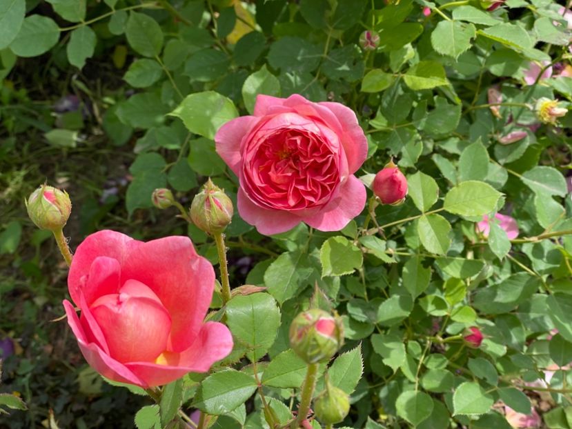  - 001 Trandafiri 2024