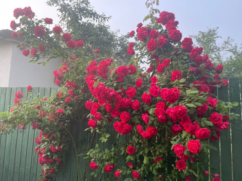  - 001 Trandafiri 2024