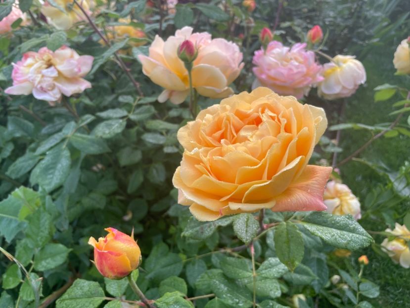  - 001 Trandafiri 2024