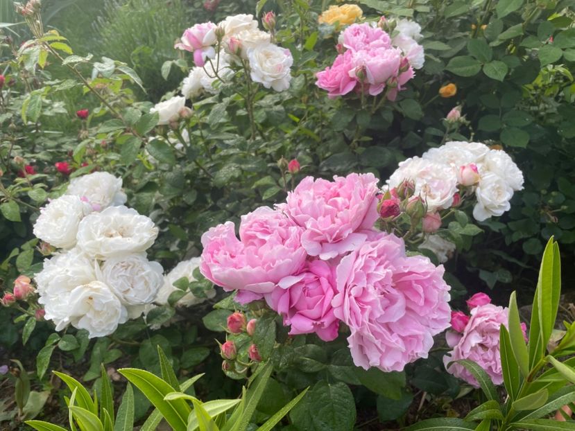  - 001 Trandafiri 2024