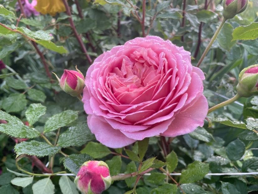  - 001 Trandafiri 2024