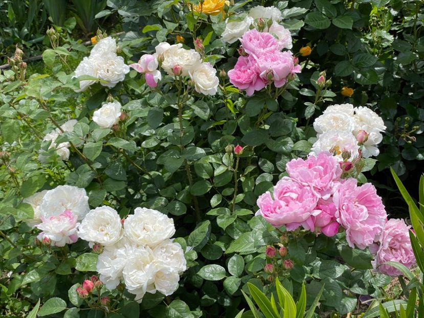  - 001 Trandafiri 2024