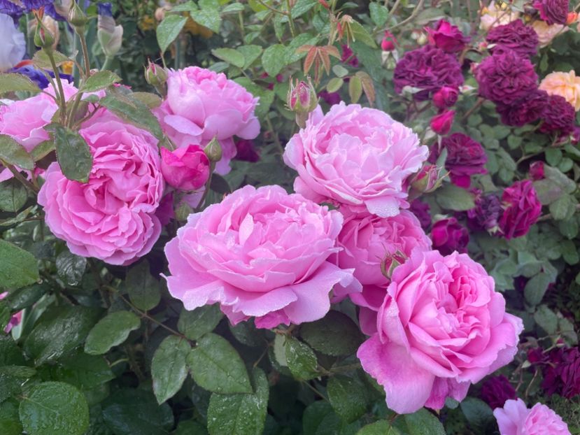  - 001 Trandafiri 2024