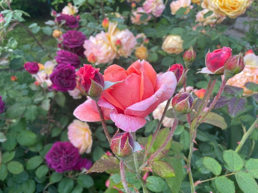  - 001 Trandafiri 2024