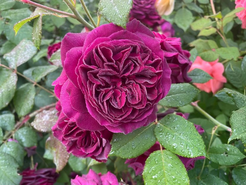  - 001 Trandafiri 2024