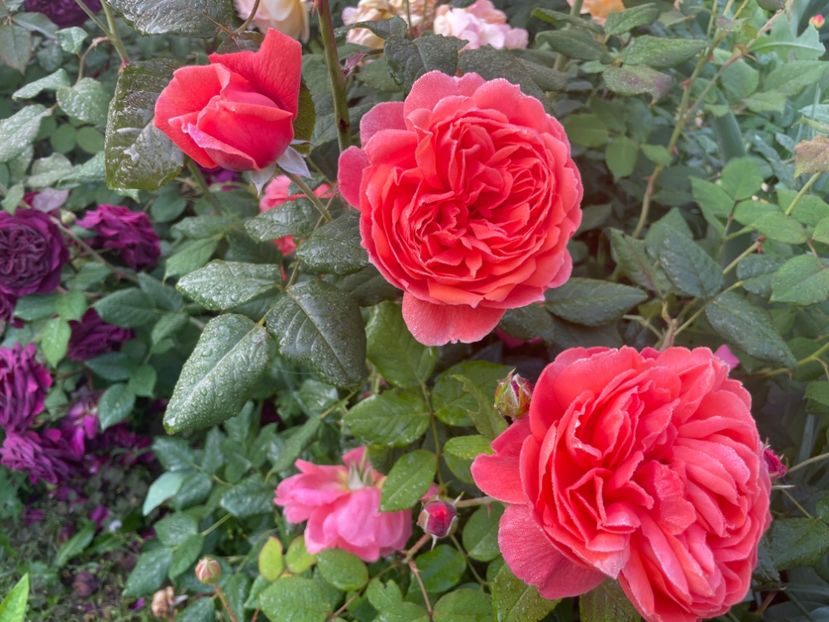  - 001 Trandafiri 2024