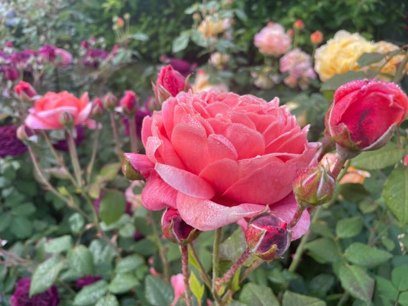  - 001 Trandafiri 2024