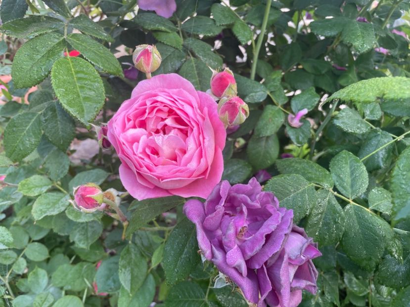  - 001 Trandafiri 2024