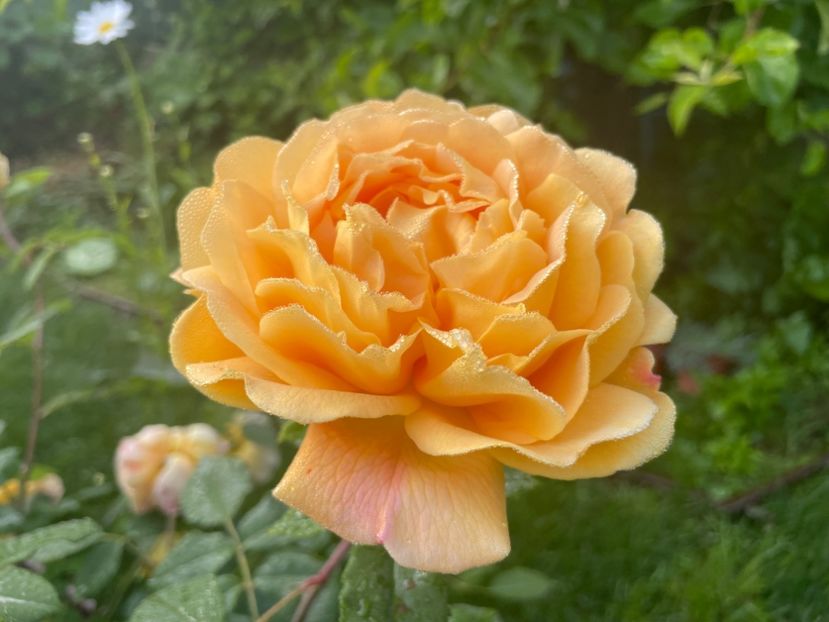  - 001 Trandafiri 2024