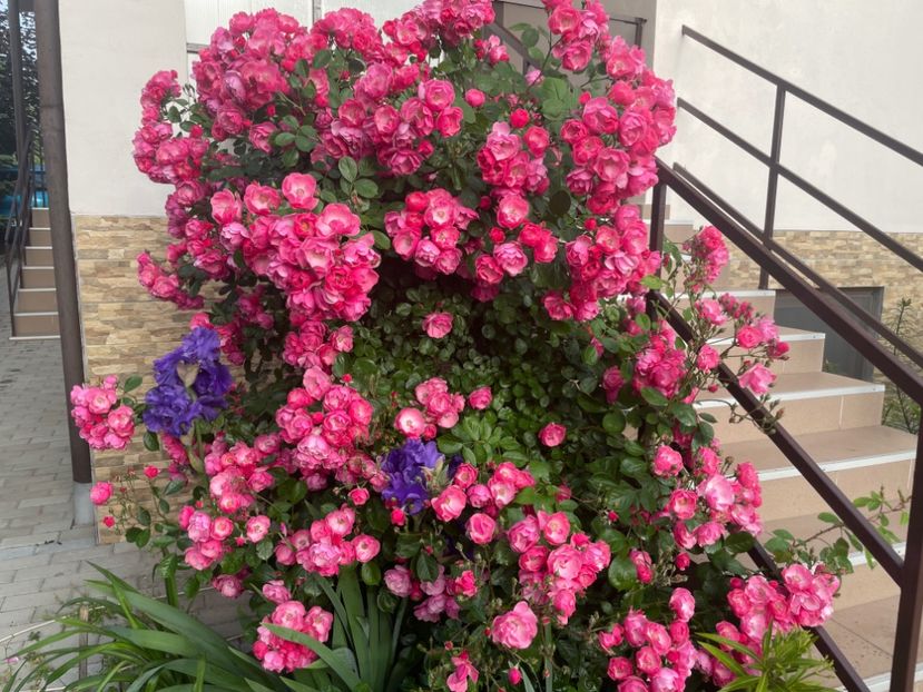  - 001 Trandafiri 2024