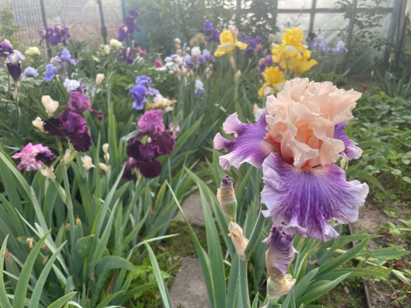  - 002 Grădina 2024 1