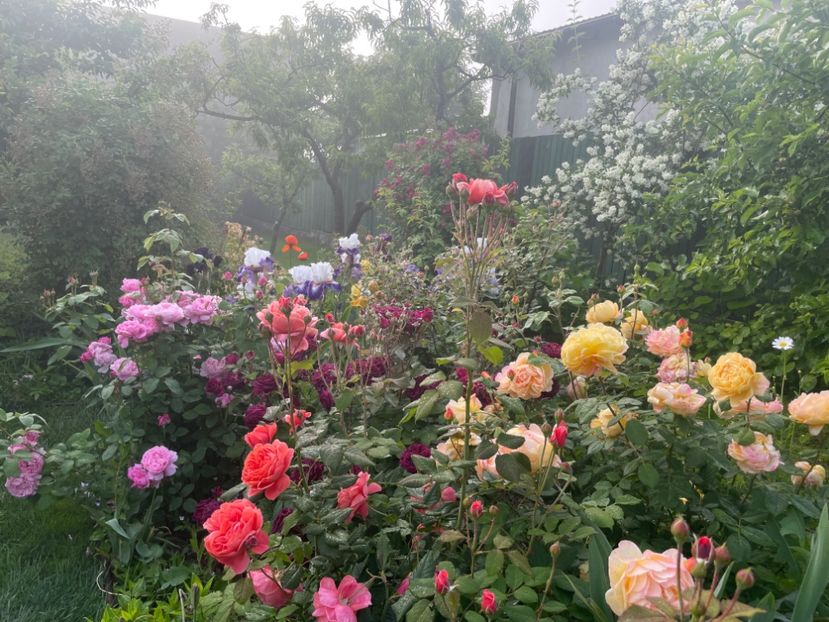  - 002 Grădina 2024 1