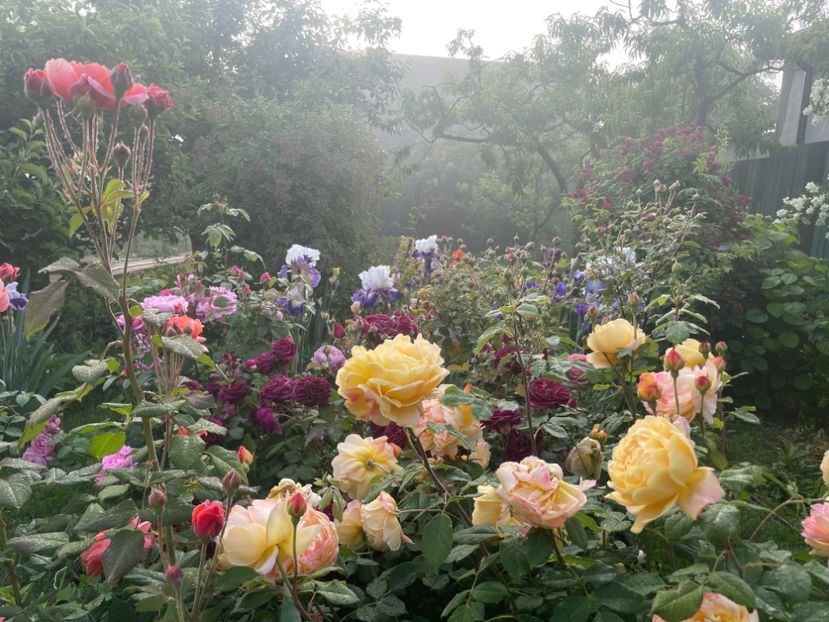  - 002 Grădina 2024 1