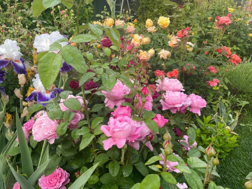  - 002 Grădina 2024 1