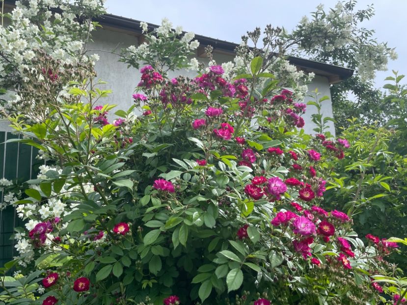  - 002 Grădina 2024 1