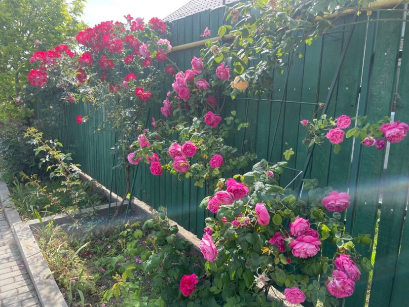  - 002 Grădina 2024 1