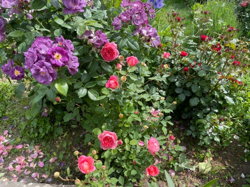  - 002 Grădina 2024 1