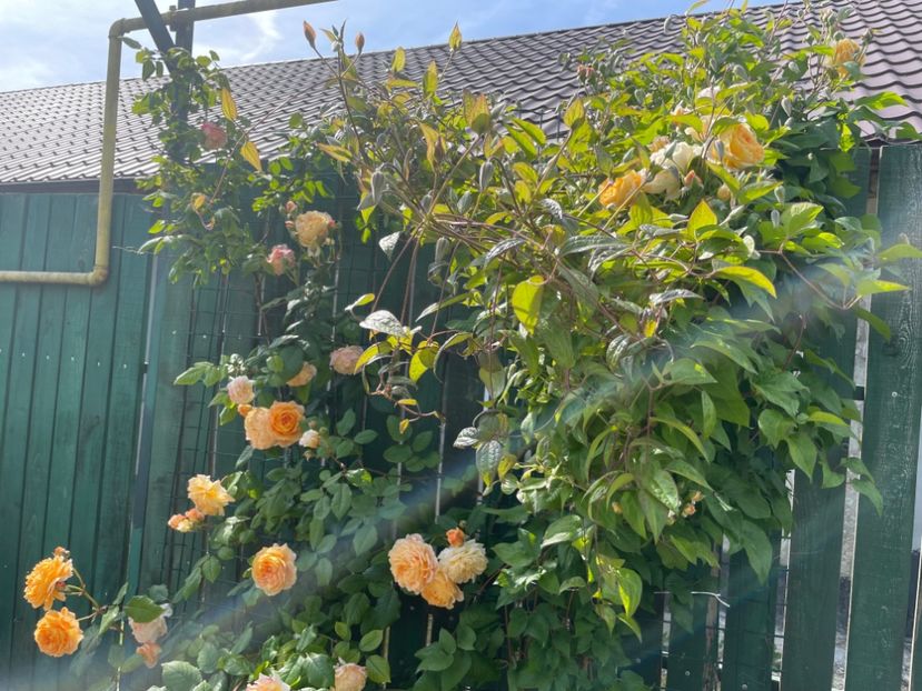  - 002 Grădina 2024 1