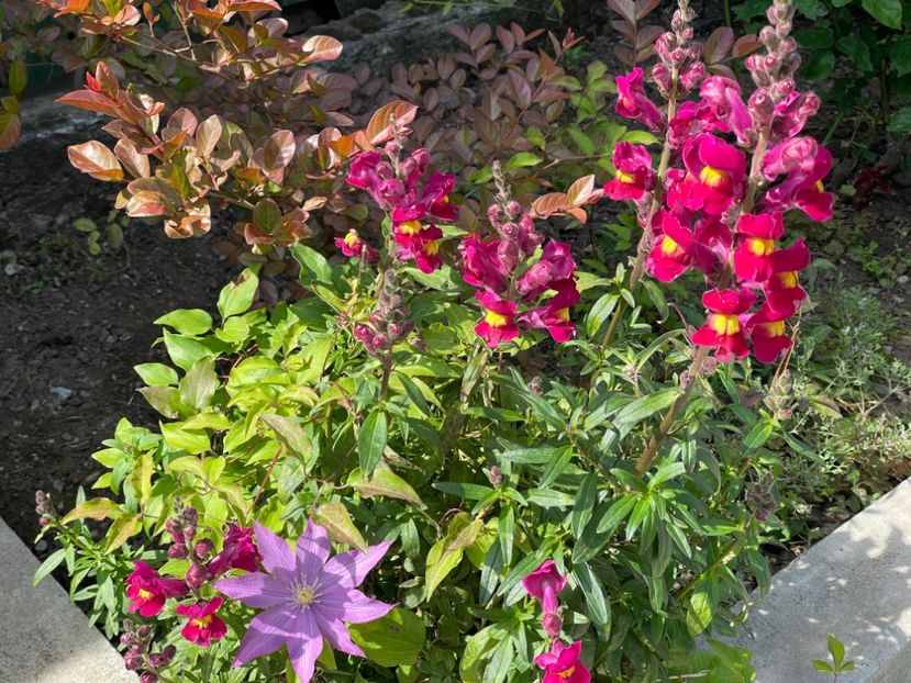  - 002 Grădina 2024 1