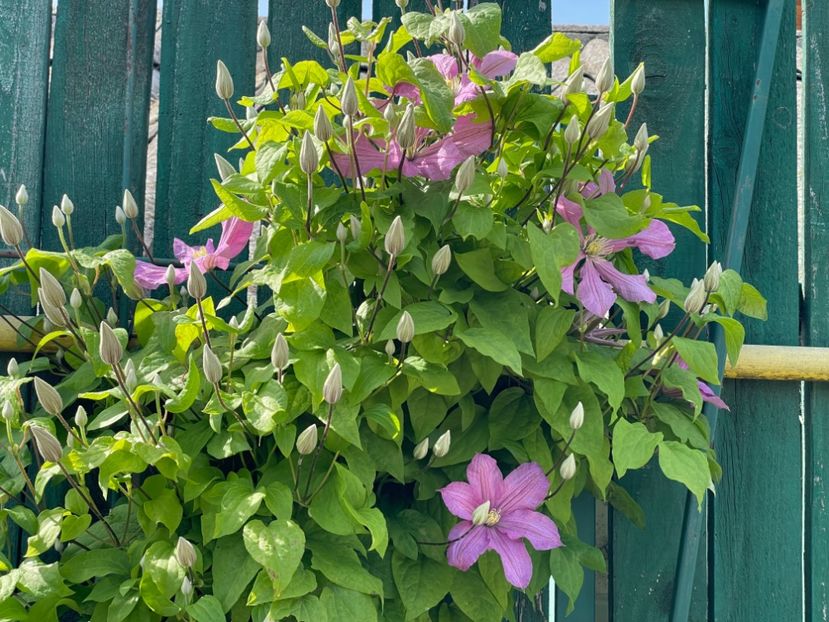  - 002 Grădina 2024 1