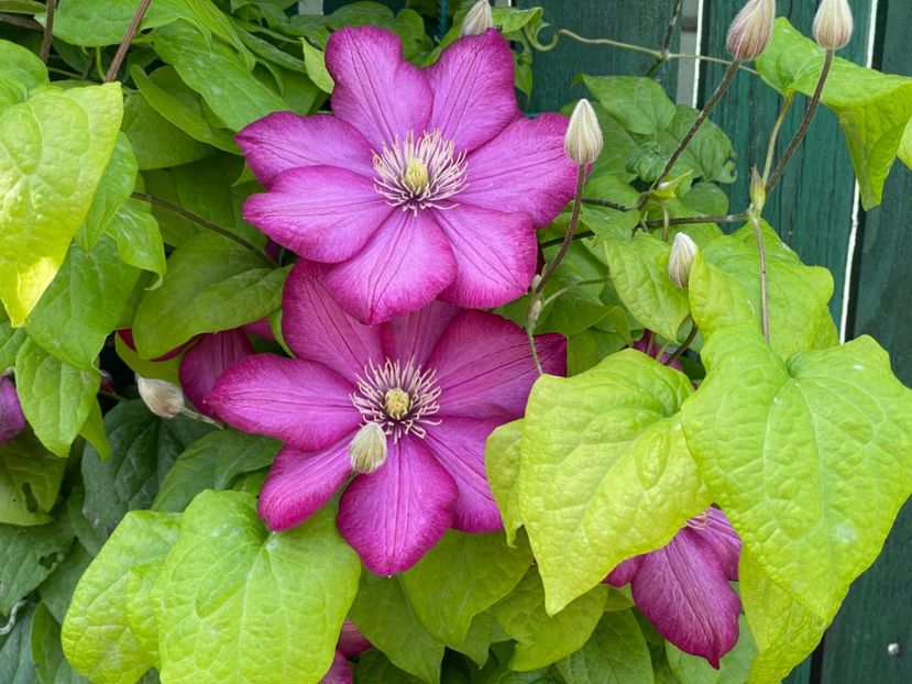  - 002 Grădina 2024 1