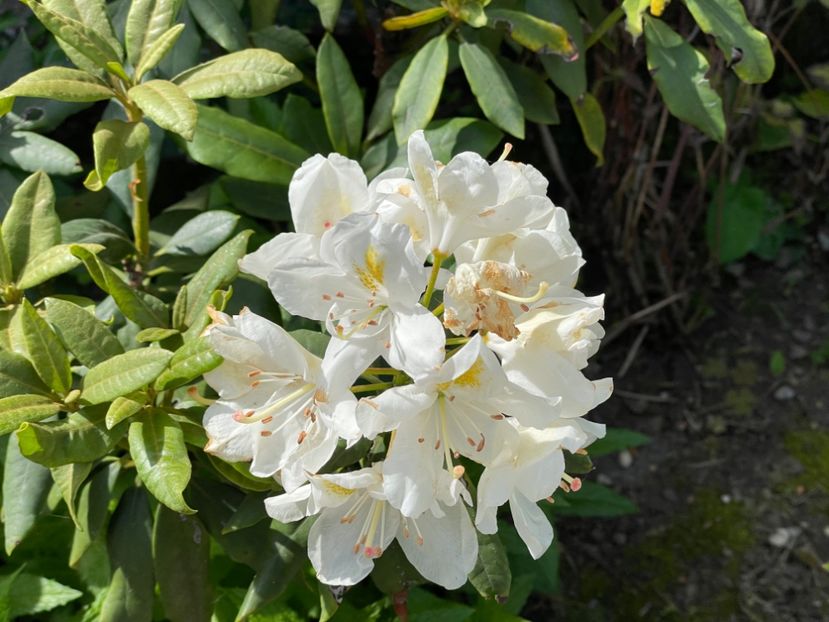  - 002 Grădina 2024 1