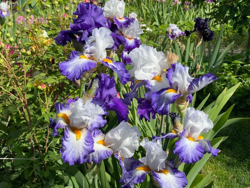  - 002 Grădina 2024 1