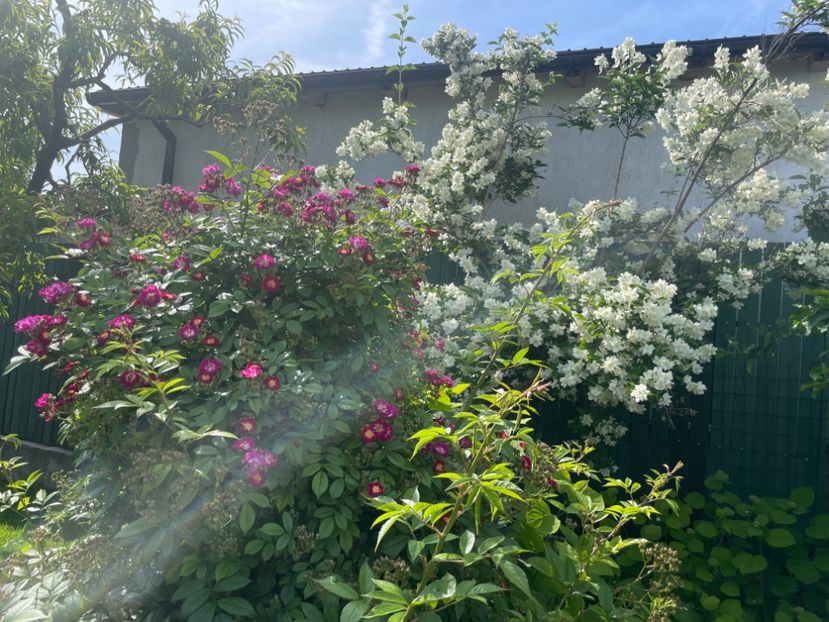  - 002 Grădina 2024 1