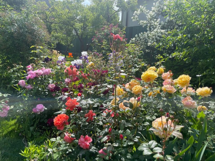  - 002 Grădina 2024 1