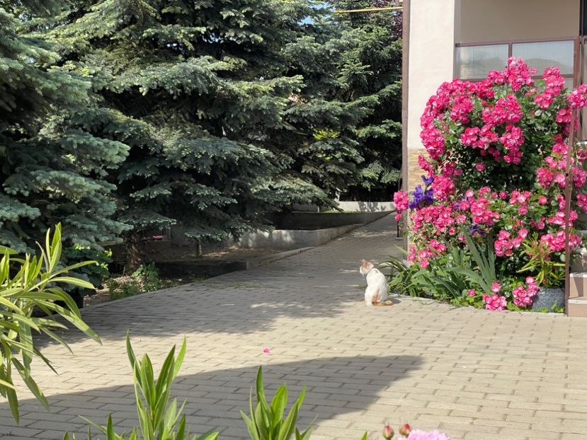  - 002 Grădina 2024 1