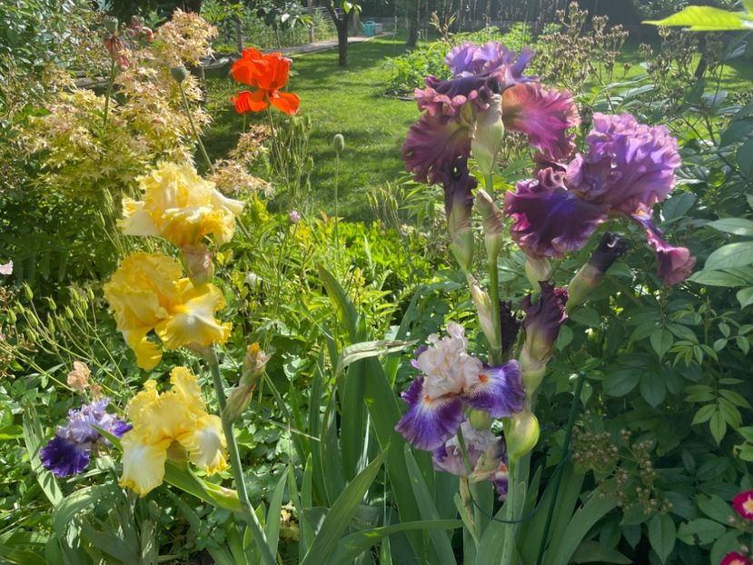  - 002 Grădina 2024 1