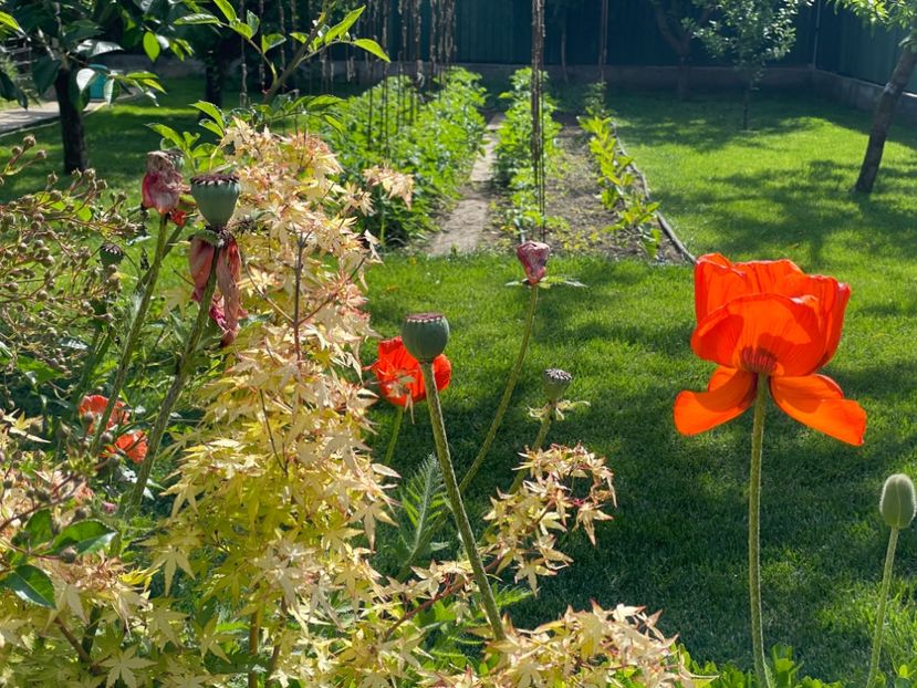  - 002 Grădina 2024 1