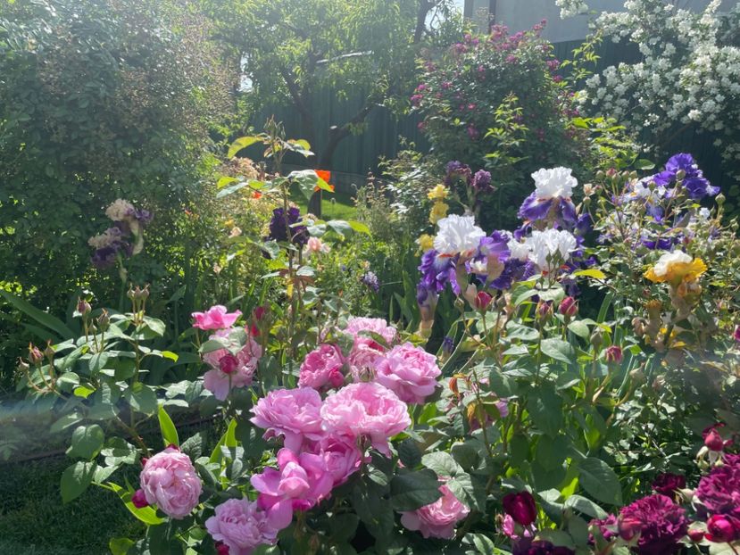  - 002 Grădina 2024 1