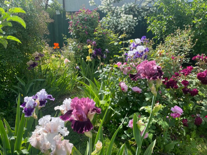  - 002 Grădina 2024 1