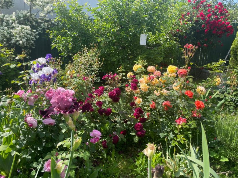  - 002 Grădina 2024 1