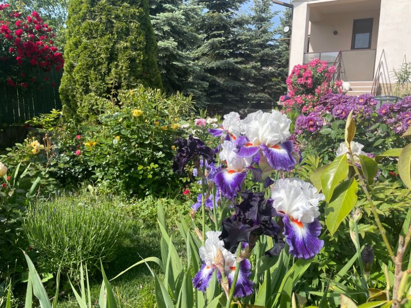  - 002 Grădina 2024 1