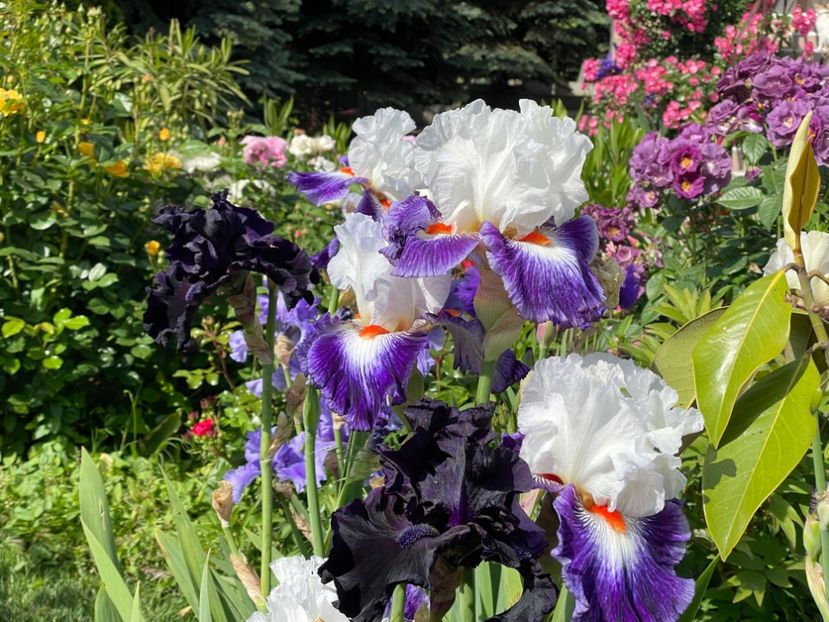  - 002 Grădina 2024 1