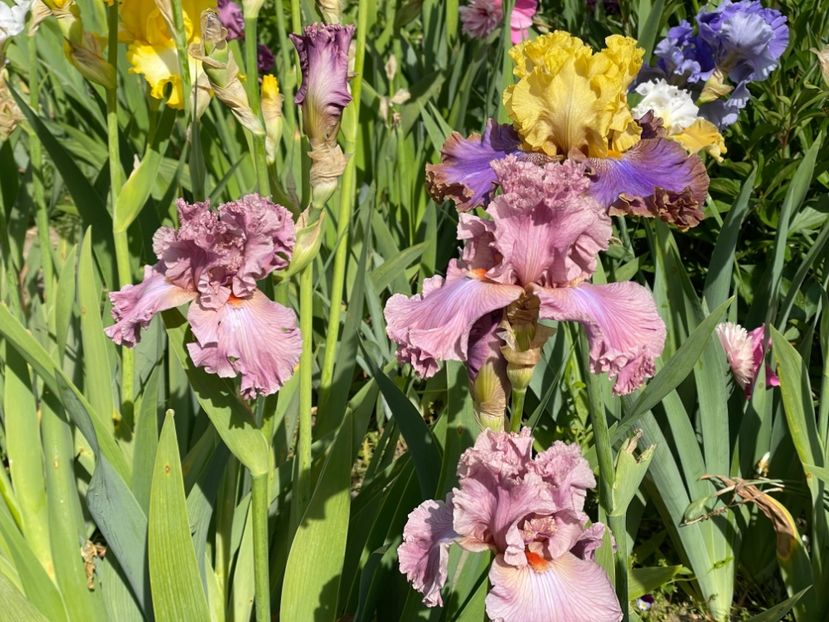  - 002 Grădina 2024 1