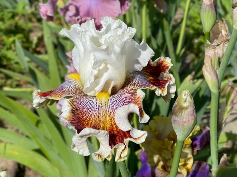  - 002 Grădina 2024 1