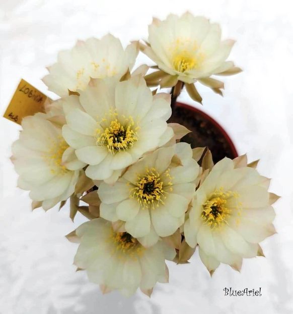 Asa infloreste Lobivia MP 16 - Descriere plante