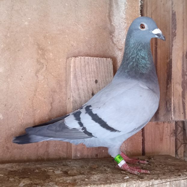 Femela 23-554 - Vanat