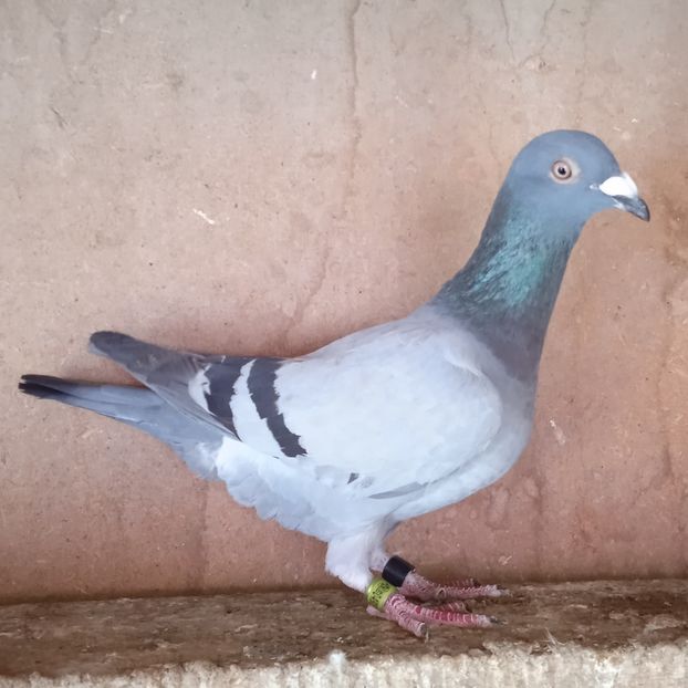 F 23-144 DV(Columbodrom Suprem)...-50 lei - Porumbei vanduti