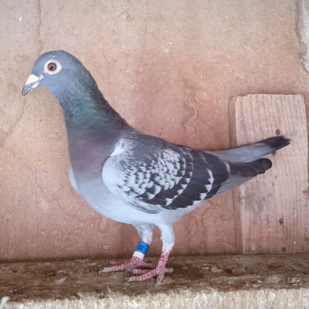 Femela 21-788 - Stropit