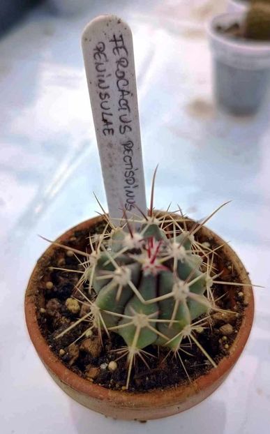 Ferocactus rectispinus peninsulae - 20 lei - 1 Disponibil 2024