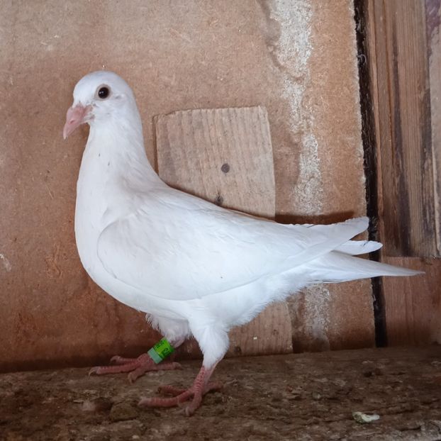 Pui 23-973 - Albi