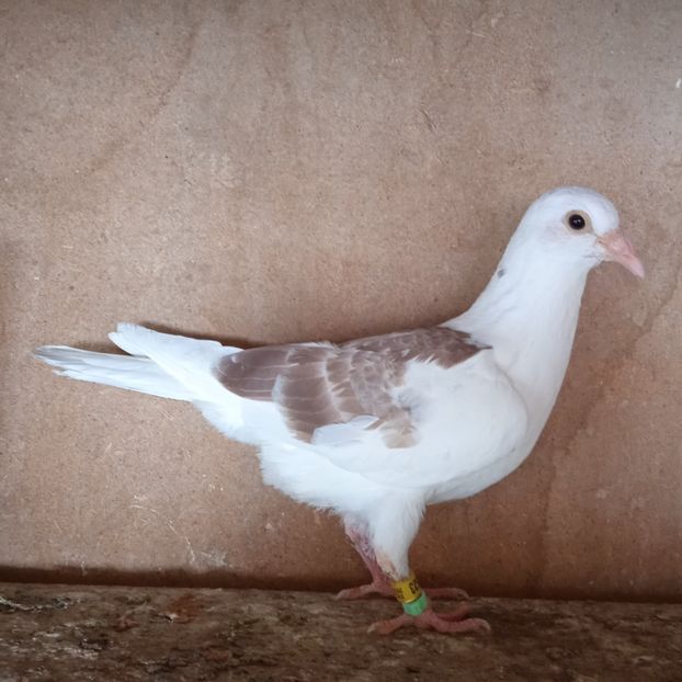 Pui 24-523 - Bălțat rosu