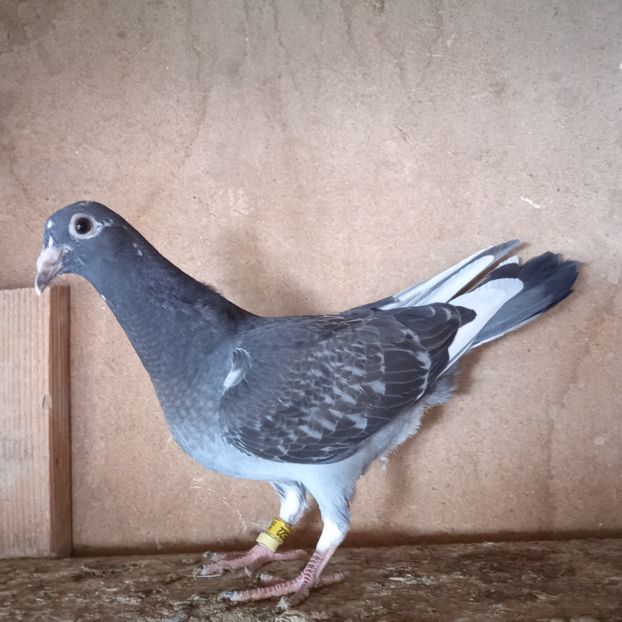 Pui 24-522 - Stropit list