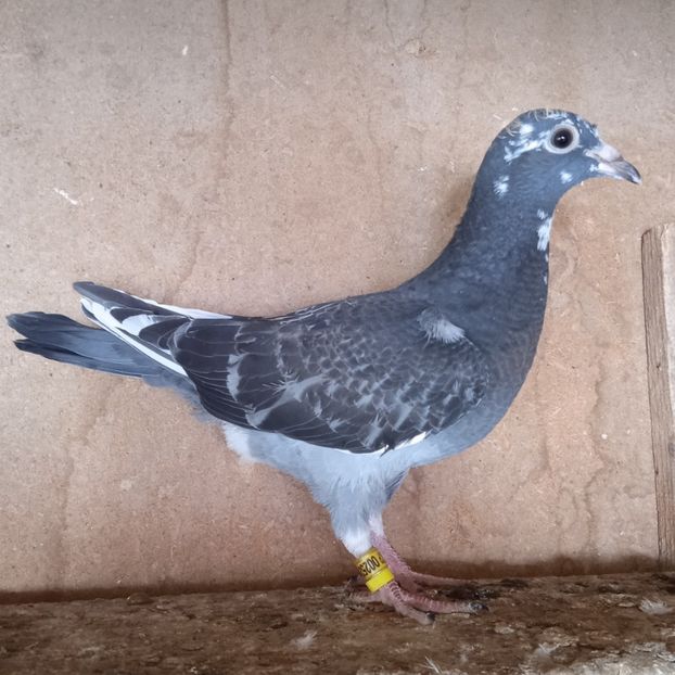 Pui 24-521 - Stropit list